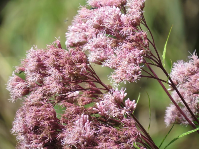 Eutrochium maculatum image
