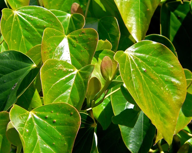 Exbucklandia populnea image
