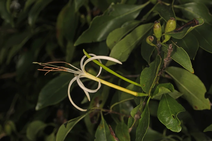 Exostema caribaeum image