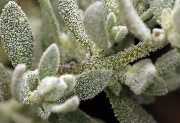 Extriplex californica image