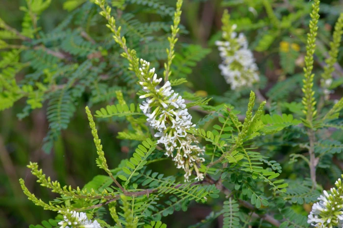Eysenhardtia texana image