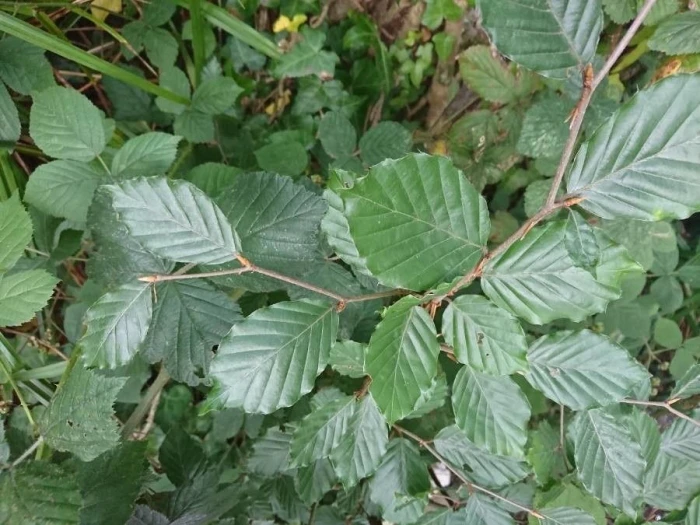 Fagus sylvatica image