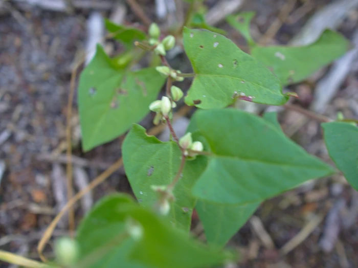 Fallopia convolvulus image