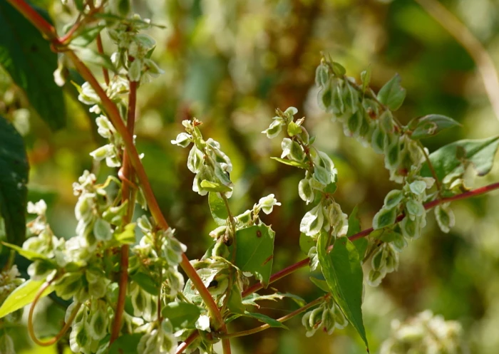 Fallopia scandens image