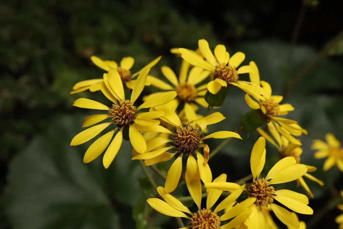 Farfugium japonicum image