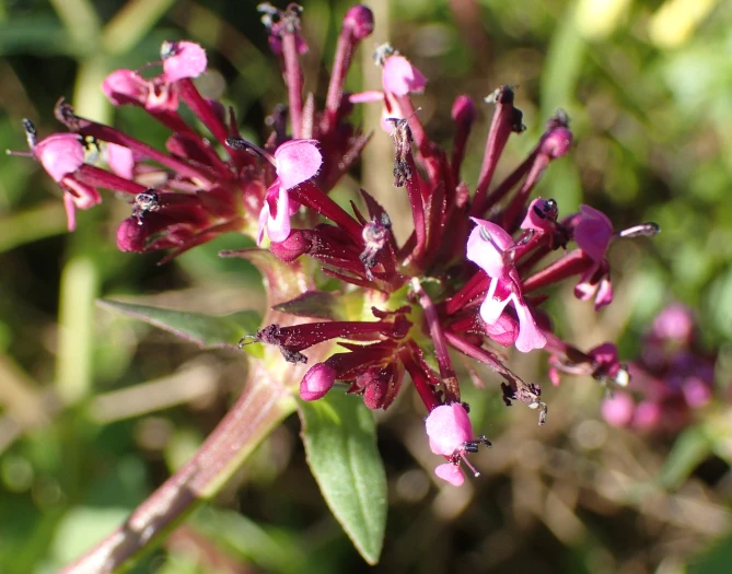 Fedia cornucopiae image