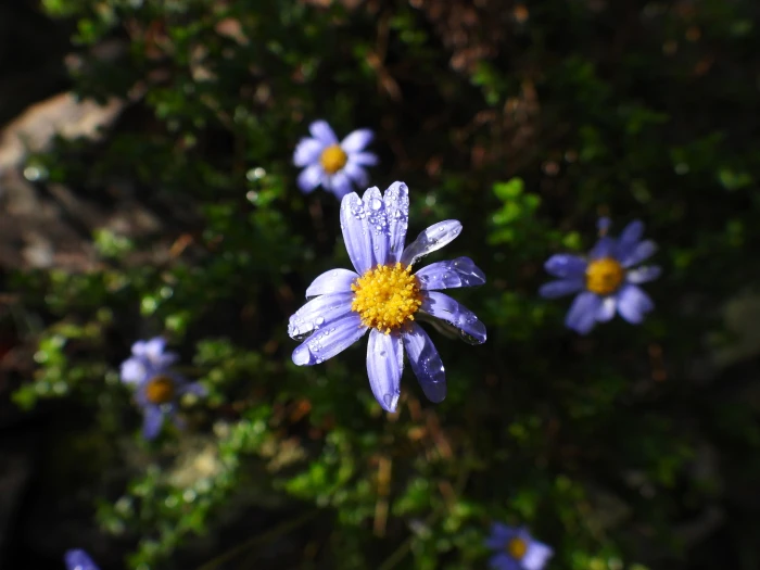 Felicia aethiopica image