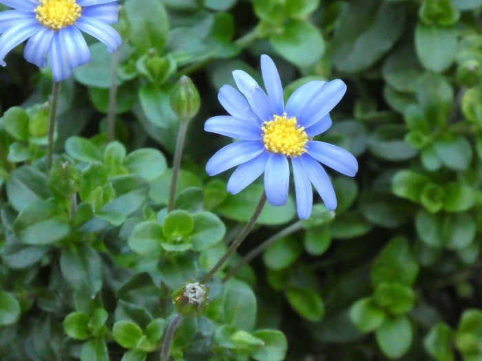 Felicia amelloides image