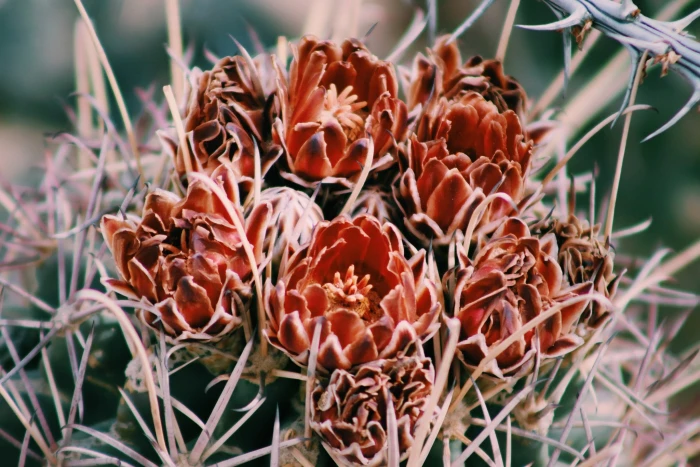Ferocactus uncinatus image