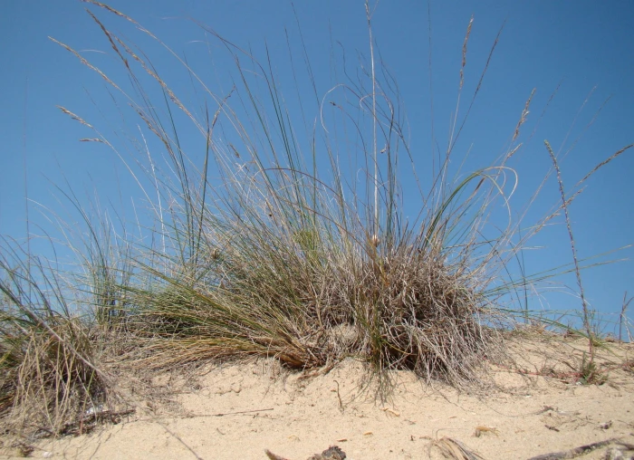 Festuca beckeri image