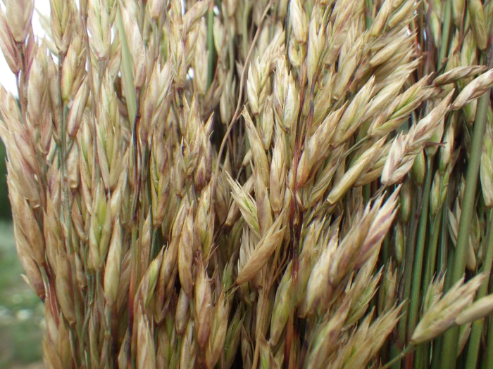 Festuca campestris image