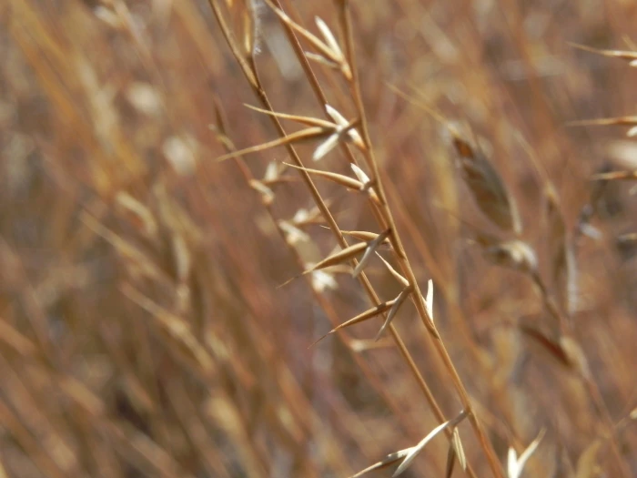 Festuca microstachys image