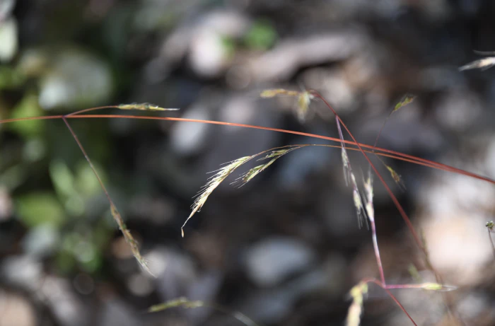 Festuca occidentalis image