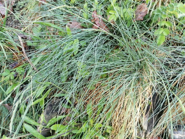 Festuca pallens image
