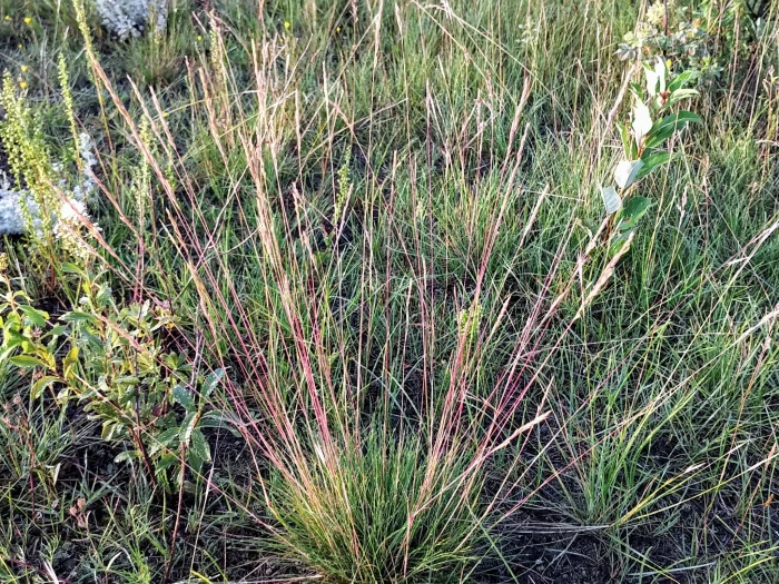 Festuca saximontana image