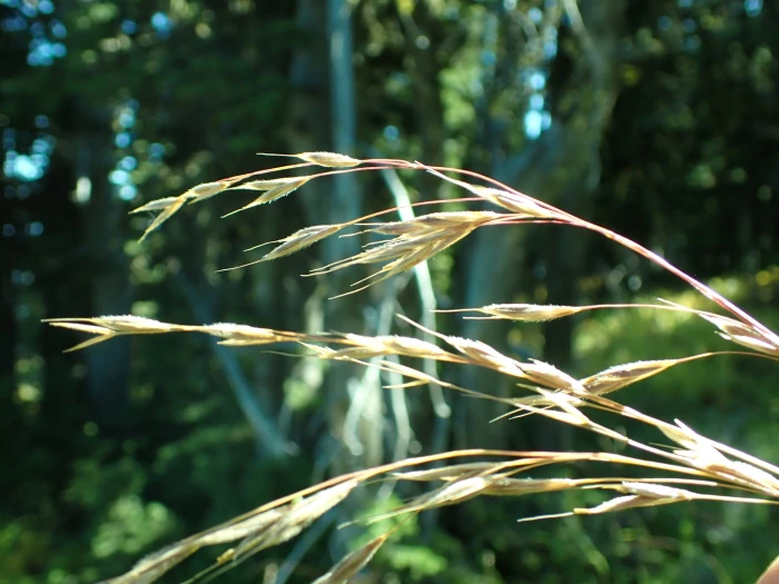 Festuca subulata image