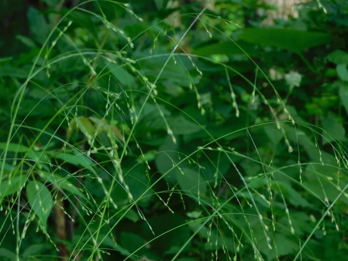 Festuca subverticillata image