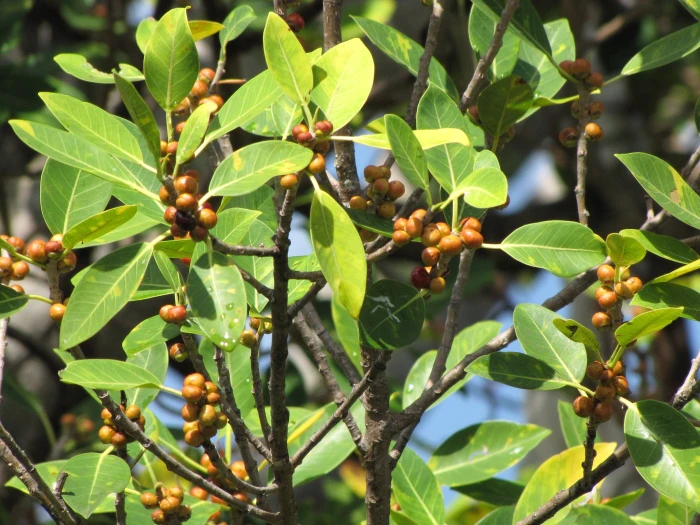 Ficus aurea image