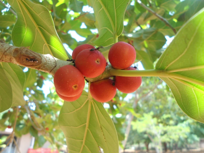 Ficus benghalensis image