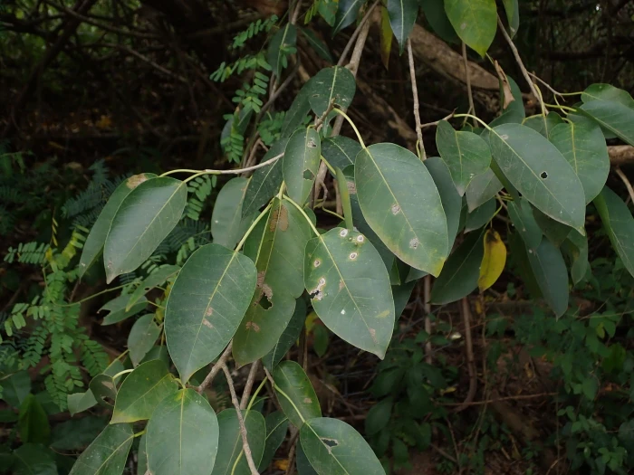 Ficus citrifolia image