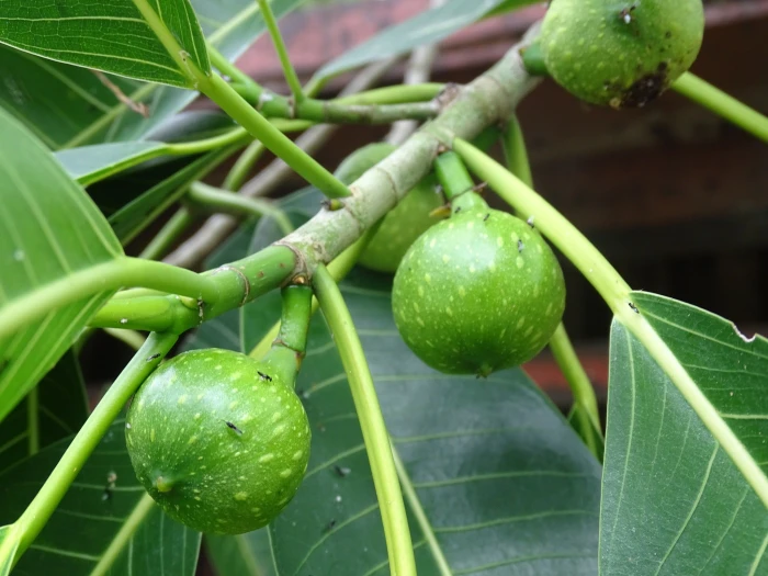 Ficus insipida image