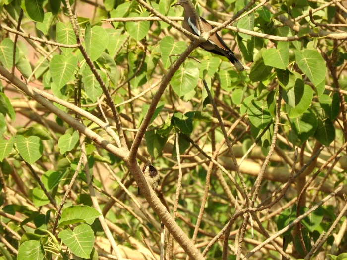 Ficus petiolaris image