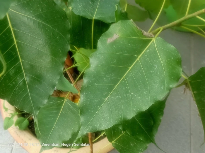 Ficus religiosa image
