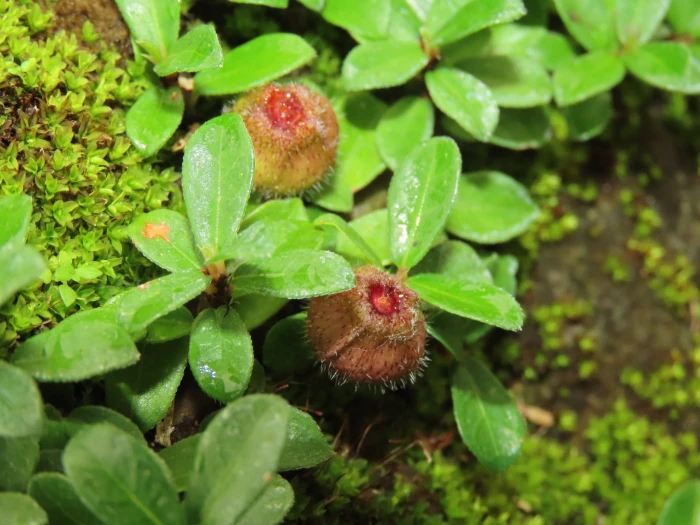 Ficus vaccinioides image