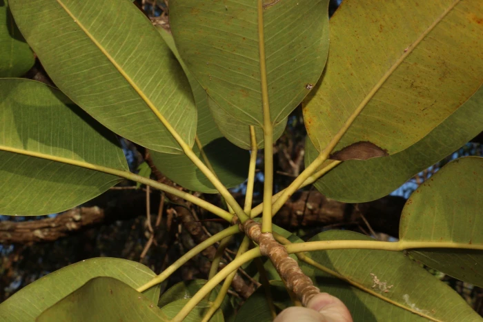 Ficus watkinsiana image