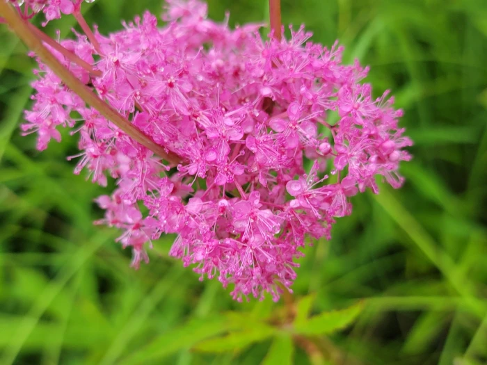 Filipendula rubra image