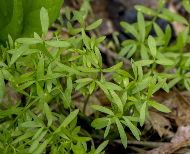 Floerkea proserpinacoides image