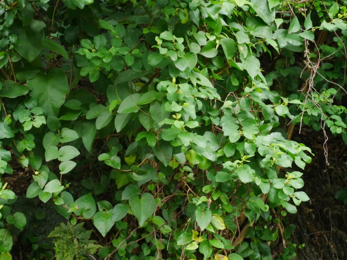 Flueggea virosa image