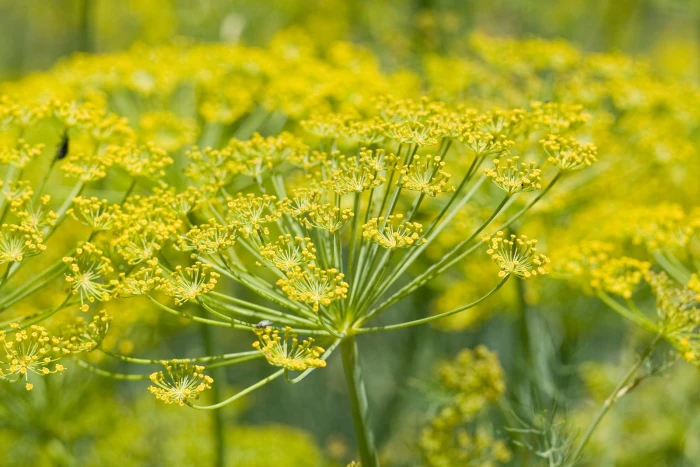 Foeniculum vulgare image