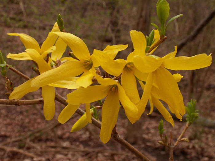 Forsythia ×intermedia image