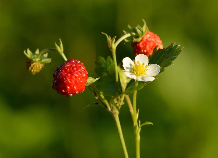 Fragaria vesca image