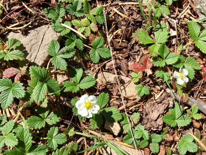 Fragaria bracteata image