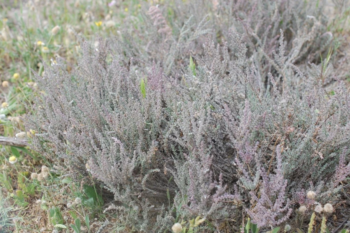 Frankenia thymifolia image