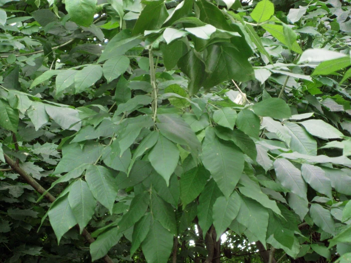 Fraxinus americana image