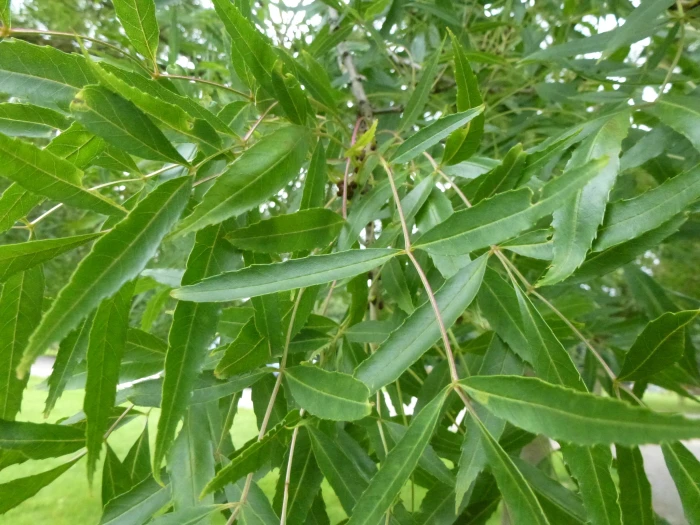 Fraxinus angustifolia image