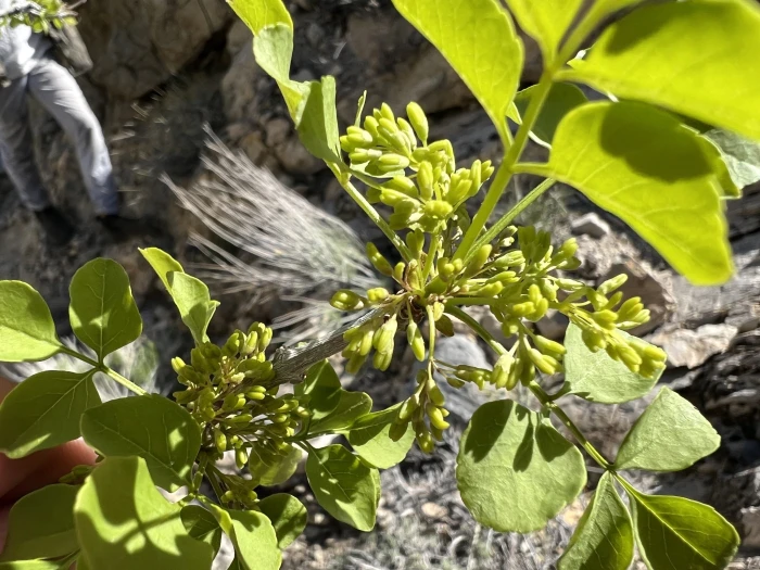 Fraxinus anomala image