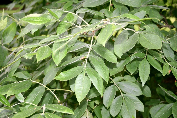 Fraxinus latifolia image