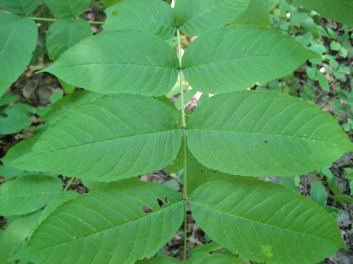 Fraxinus nigra image