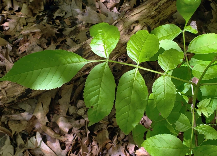 Fraxinus pennsylvanica image