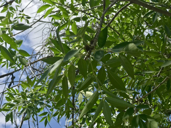 Fraxinus velutina image