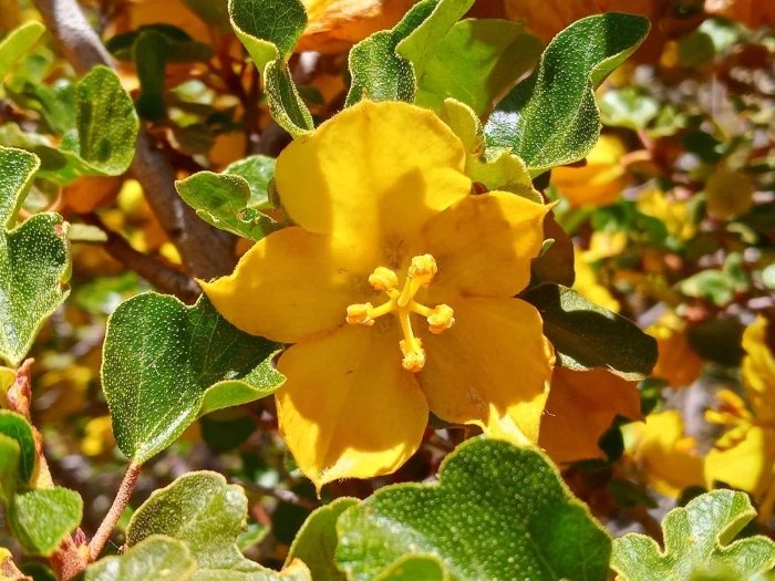 Fremontodendron californicum image