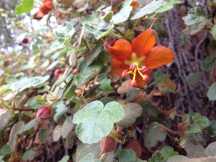 Fremontodendron decumbens image