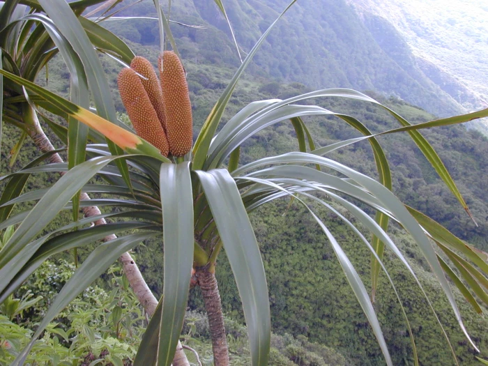 Freycinetia arborea image