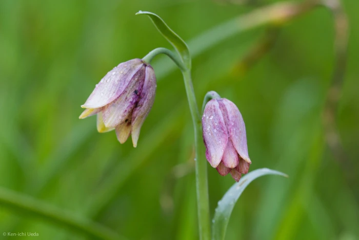 Fritillaria agrestis image