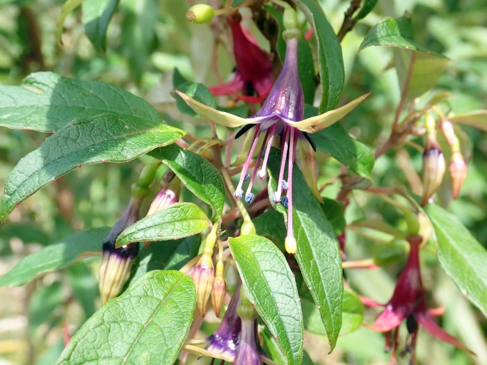 Fuchsia excorticata image