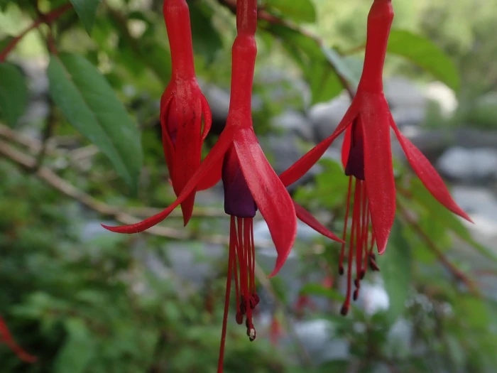 Fuchsia magellanica image